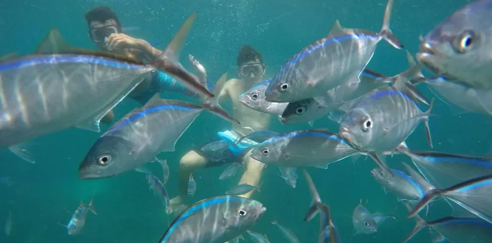 Nadando con Peces,Isla Catalina, Punta Cana