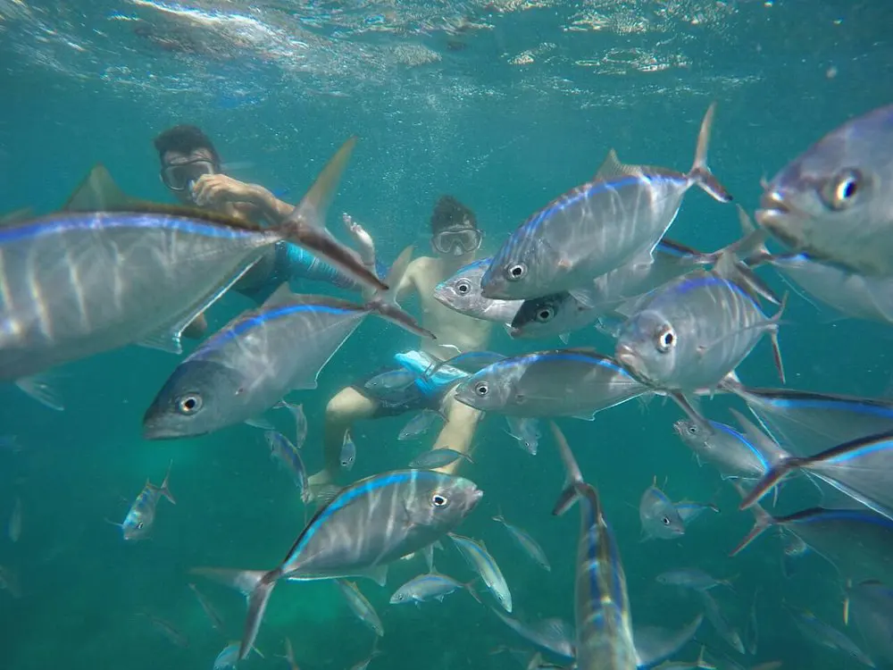 Nadando con Peces,Isla Catalina, Punta Cana